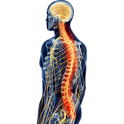 nervous system brain and spinal cord